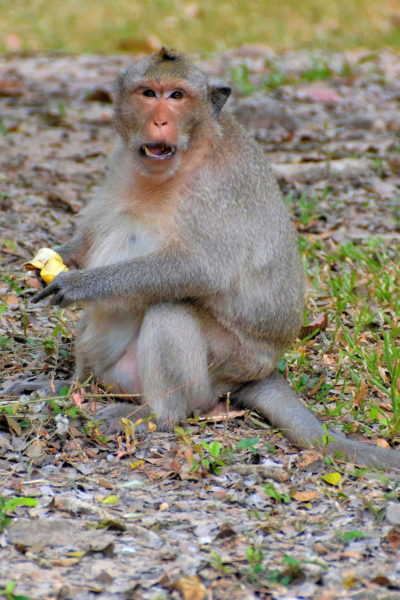 Macaque Monkey at Angkor Thom in Angkor Archaeological Park, Cambodia - Encircle Photos