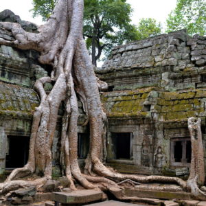Famous Spung Tree at Ta Prohm in Angkor Archaeological Park, Cambodia - Encircle Photos