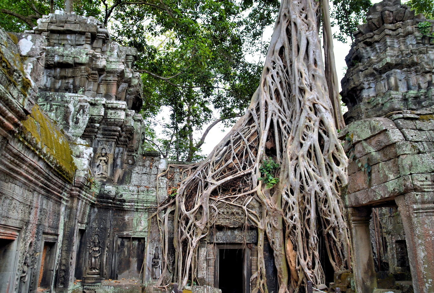 Jungle Temple of Ta Prohm in Angkor Archaeological Park, Cambodia