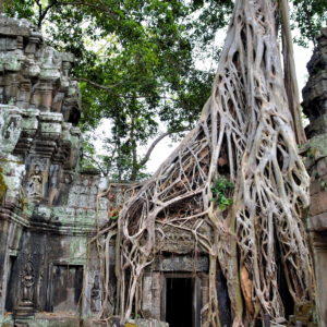 Jungle Temple of Ta Prohm in Angkor Archaeological Park, Cambodia - Encircle Photos
