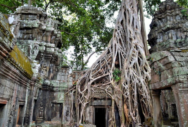 Jungle Temple of Ta Prohm in Angkor Archaeological Park, Cambodia - Encircle Photos