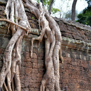 Movie Location at Ta Prohm in Angkor Archaeological Park, Cambodia - Encircle Photos