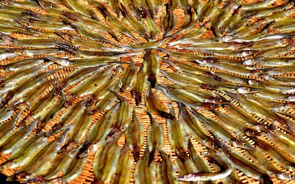 Circle of Dried, Salted Fish called Trei Ngeat at Outdoor Market in Kampong Cham, Cambodia - Encircle Photos