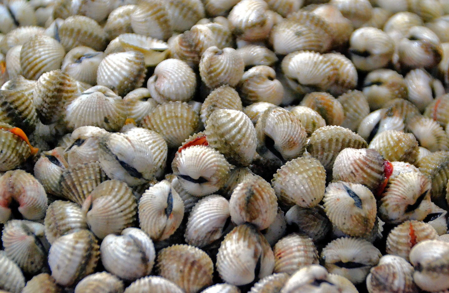 Sundried Freshwater Clams on Push Cart in Siem Reap, Cambodia - Encircle Photos