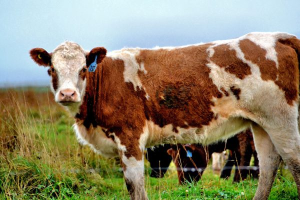 Cow in Fundy Bay, Canada - Encircle Photos