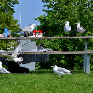 Seagulls Stealing Picnic at Pier 4 in Hamilton, Canada - Encircle Photos