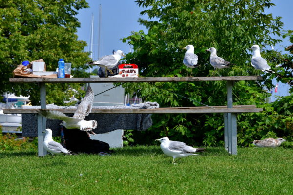 Seagulls Stealing Picnic at Pier 4 in Hamilton, Canada - Encircle Photos