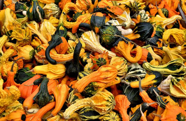 Ornamental Gourds at Farmers Market in Montreal, Canada - Encircle Photos