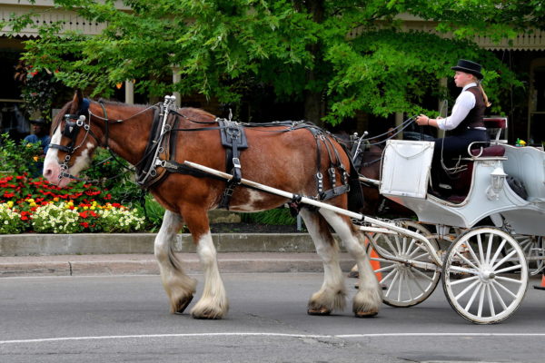 Carriage Tour in Niagara-on-the-Lake, Canada - Encircle Photos