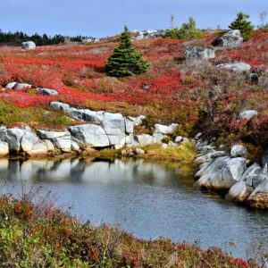 Vibrant Ground Cover along Clam Pond in Peggy’s Cove, Canada - Encircle Photos