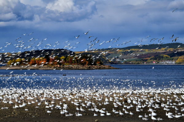Migrating Snow Geese in La Baie, Saguenay, Canada - Encircle Photos