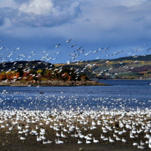 Migrating Snow Geese at Ha! Ha! Bay in Saguenay, Canada - Encircle Photos