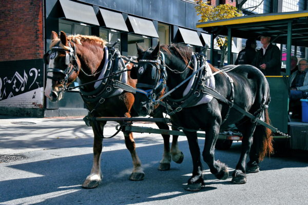 Horse-drawn Carriage Ride in Saint John, Canada - Encircle Photos