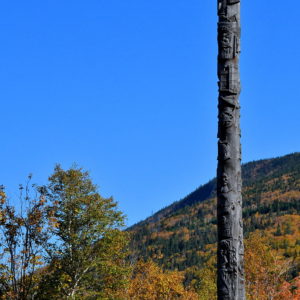 Newfoundland & Labrador Heritage Tree in Steady Brook, Canada - Encircle Photos
