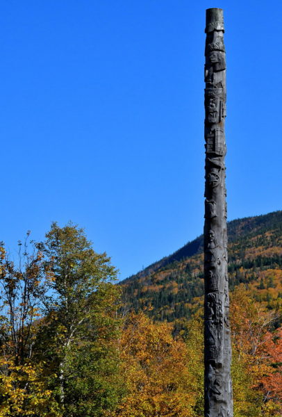 Newfoundland & Labrador Heritage Tree in Steady Brook, Canada - Encircle Photos