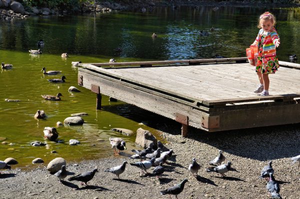 Little Girl Feeding Birds in Vancouver, Canada - Encircle Photos