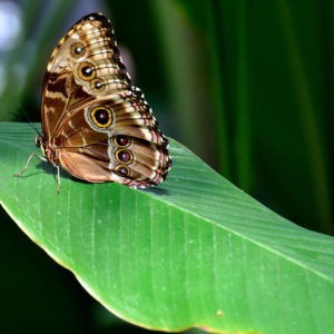 Morpho Butterfly at Victoria Butterfly Gardens near Victoria, Canada - Encircle Photos