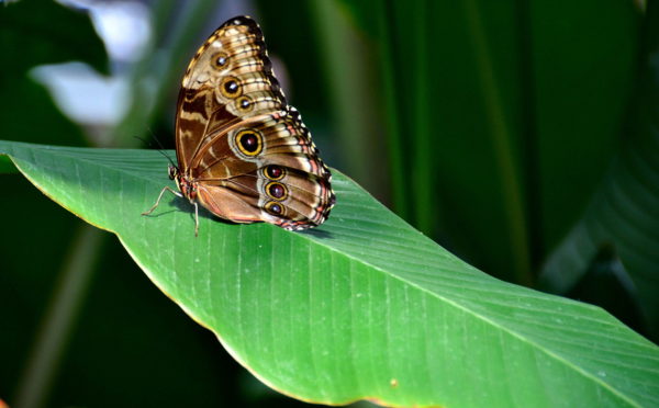 Morpho Butterfly at Victoria Butterfly Gardens near Victoria, Canada - Encircle Photos