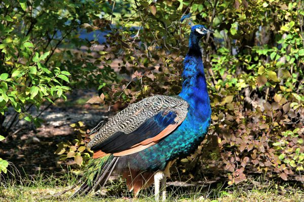 Indian Blue Peacock at Zoo in Winnipeg, Canada - Encircle Photos