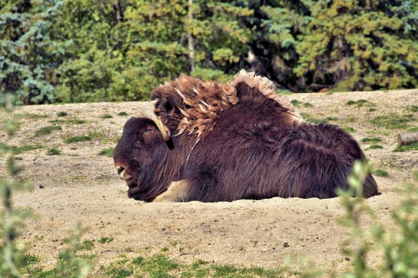 Muskox Resting at Zoo in Winnipeg, Canada - Encircle Photos