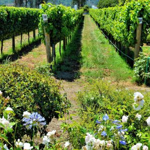 Rows of Vines at Casas del Bosque Vineyard in Casablanca, Chile - Encircle Photos
