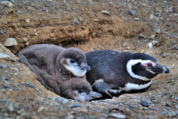 Adult Penguin Guarding Chicks at Penguin Reserve on Magdalena Island, Chile - Encircle Photos