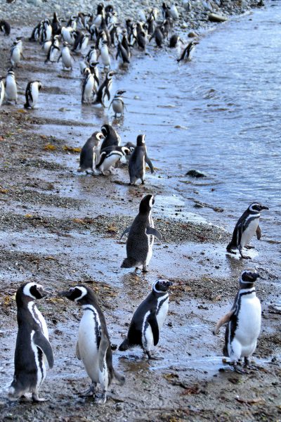 Each Penguin Unique at Penguin Reserve on Magdalena Island, Chile - Encircle Photos