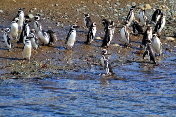 Flock of Penguins at Penguin Reserve on Magdalena Island, Chile - Encircle Photos