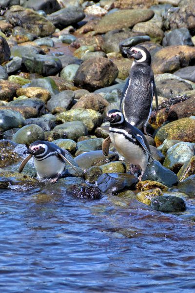 Foraging for Food at Penguin Reserve on Magdalena Island, Chile - Encircle Photos
