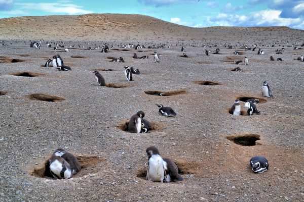 Los Pinguinos Natural Monument on Magdalena Island, Chile - Encircle Photos