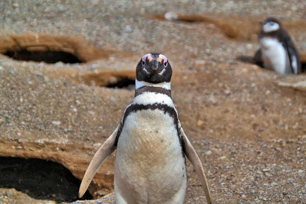 Magellanic Penguin Namesake at Penguin Reserve on Magdalena Island, Chile - Encircle Photos