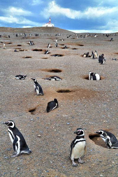 Penguin Annual Stages at Penguin Reserve on Magdalena Island, Chile - Encircle Photos