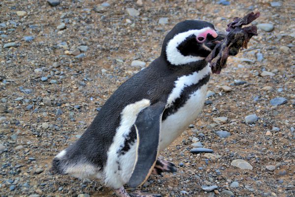 Penguin Carrying Stick at Penguin Reserve on Magdalena Island, Chile - Encircle Photos