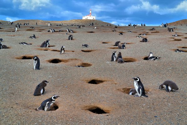 Penguin Colony at Penguin Reserve on Magdalena Island, Chile - Encircle Photos