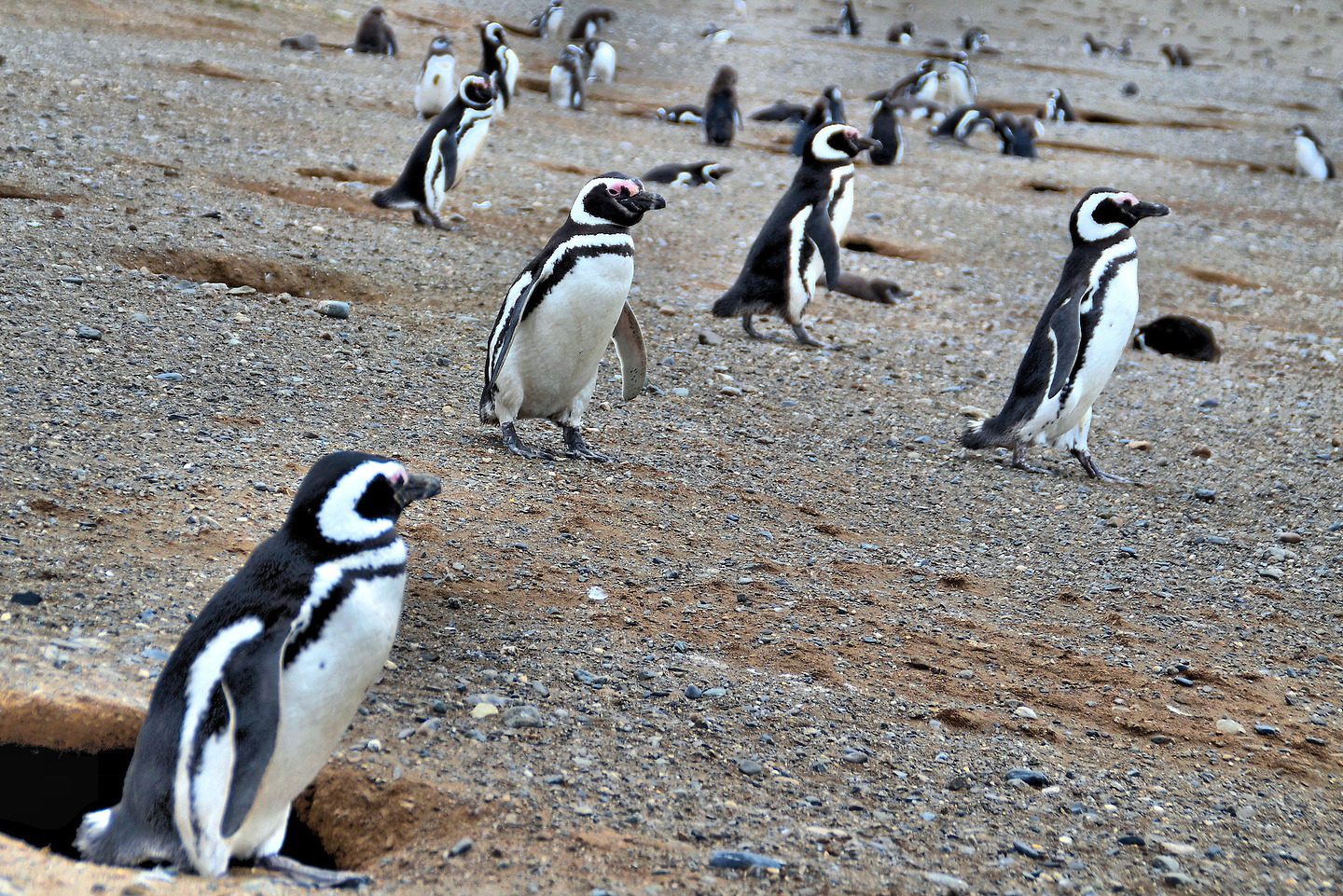 Penguin Emerging from Burrow at Penguin Reserve on Magdalena Island