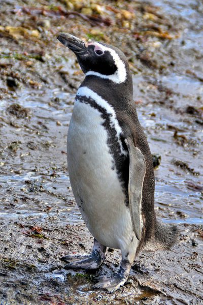Penguin Population and Range at Penguin Reserve on Magdalena Island, Chile - Encircle Photos