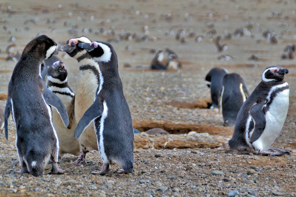 Socializing Penguins at Penguin Reserve on Magdalena Island, Chile - Encircle Photos