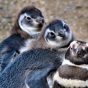 Three Penguins Family Portrait at Penguin Reserve on Magdalena Island, Chile - Encircle Photos