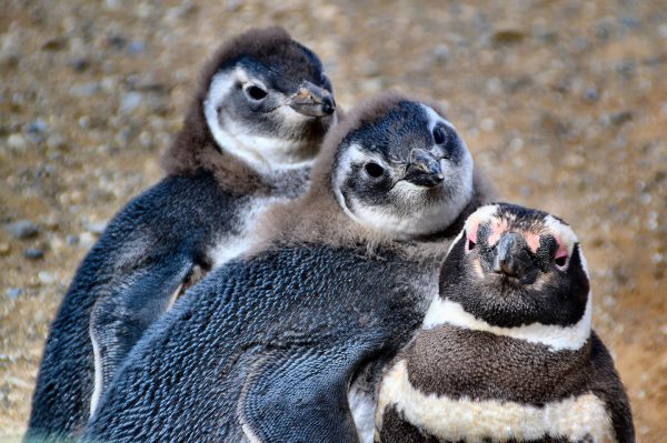 Three Penguins Family Portrait at Penguin Reserve on Magdalena Island, Chile - Encircle Photos