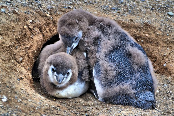 Two Chicks in Burrow at Penguin Reserve on Magdalena Island, Chile - Encircle Photos