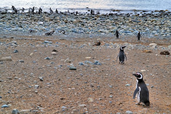 Welcoming Committee at Penguin Reserve on Magdalena Island, Chile - Encircle Photos