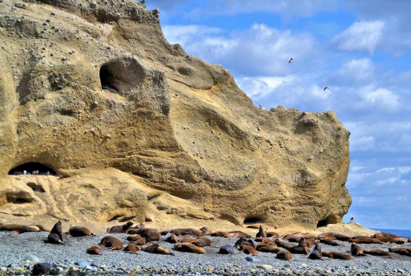 Colony of Sea Lions on Marta Island, Chile - Encircle Photos