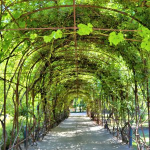 Garden Trellis at Concha y Toro Vineyard in Pirque, Chile - Encircle Photos