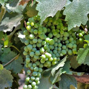 Grapes on Vine at Concha y Toro Vineyard in Pirque, Chile - Encircle Photos