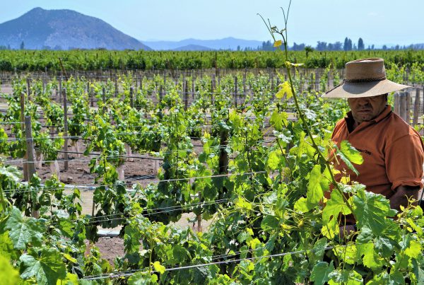 Vineyard Keeper at Concha y Toro Vineyard in Pirque, Chile - Encircle Photos