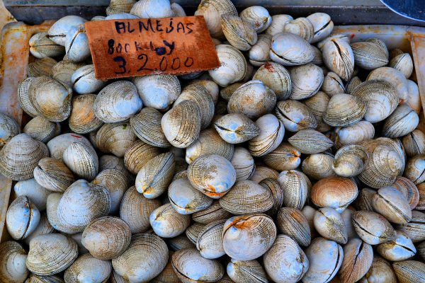 Machas Clams Displayed at Fish Market in Puerto Montt, Chile - Encircle Photos