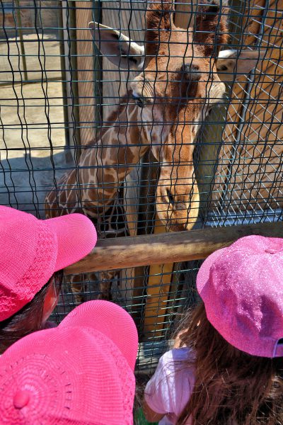 Giraffe Entertaining Three Young Girls at Zoo in Santiago, Chile - Encircle Photos