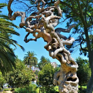 Twisted Tree at Plaza Columbia in Viña in Viña del Mar, Chile - Encircle Photos
