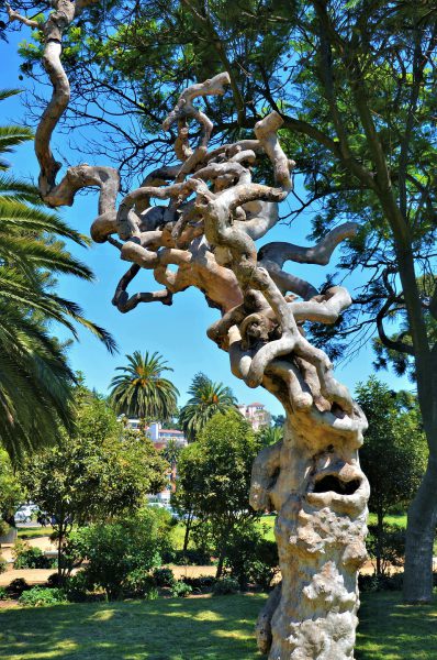 Twisted Tree at Plaza Columbia in Viña in Viña del Mar, Chile - Encircle Photos