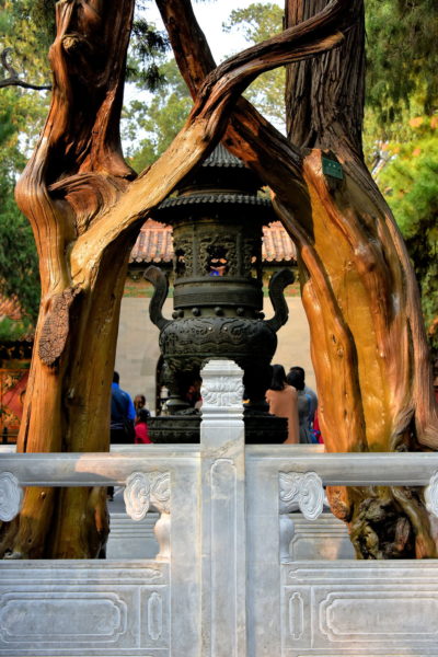 400 Year Old Lianli Tree at Forbidden City in Beijing, China - Encircle Photos